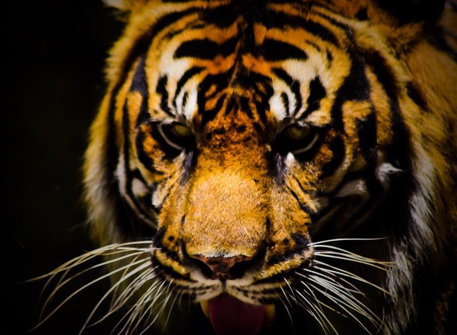 Tiger Photograph by Sarah Kish - Fine Art America