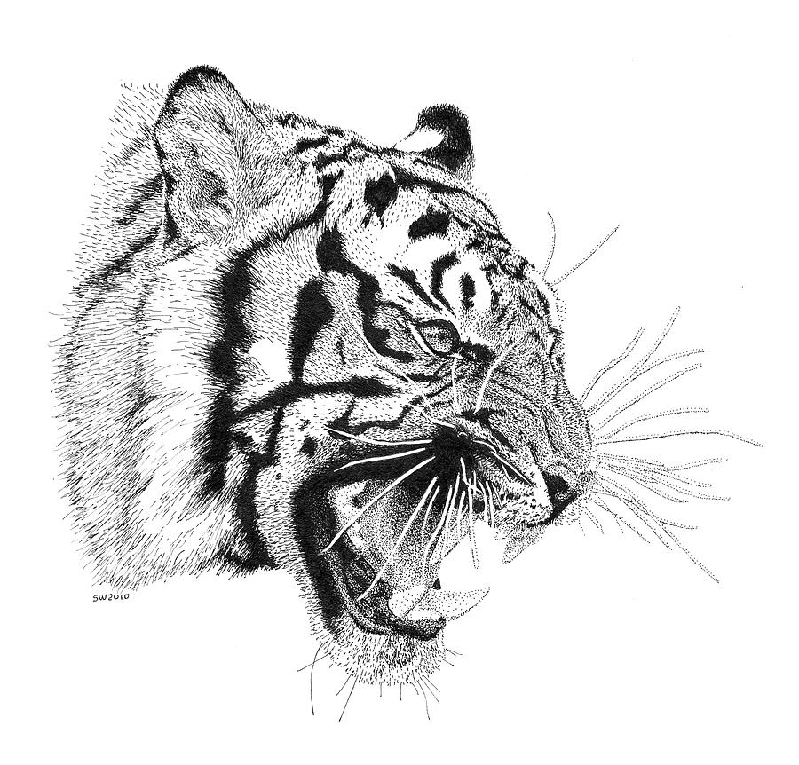 Tiger Drawing by Scott Woyak