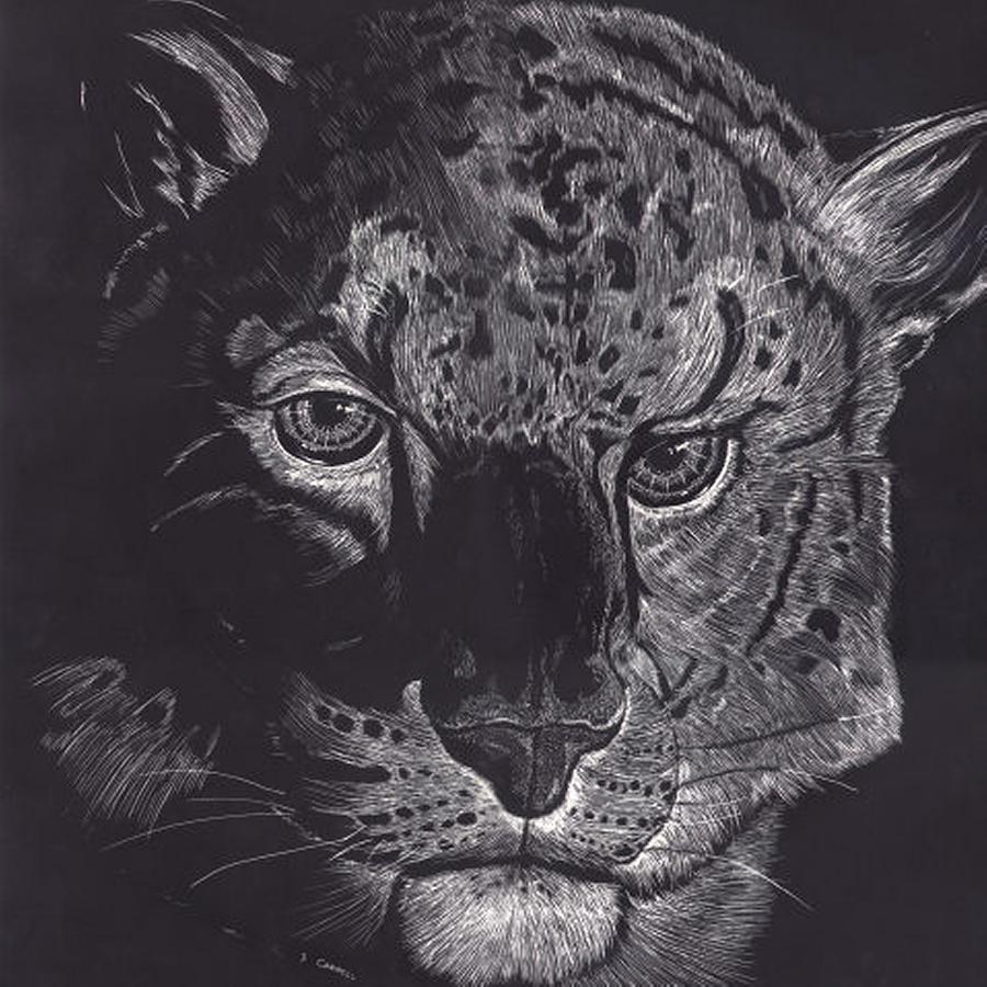 Tiger Scratch Board Digital Art by Darren Cannell