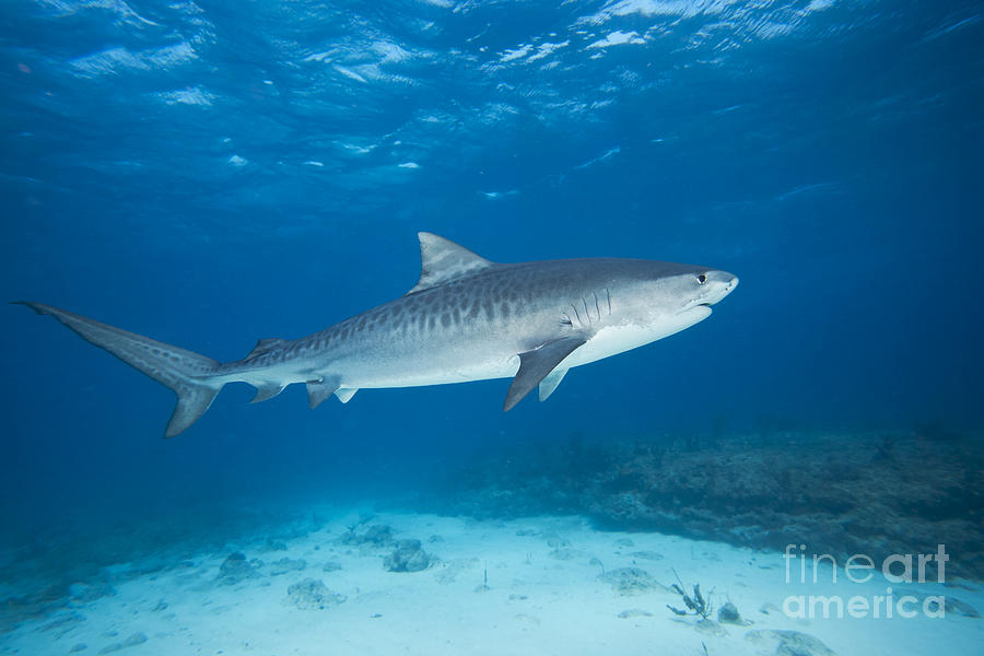 Tiger Shark Photograph by Dave Fleetham - Printscapes