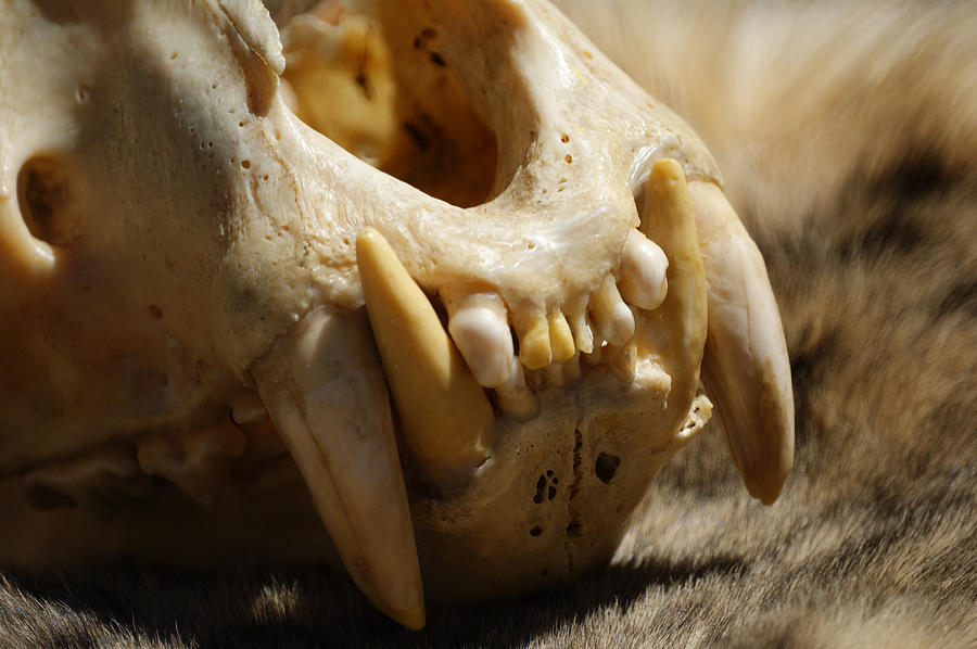 Tiger Skull Photograph by Ernest Echols