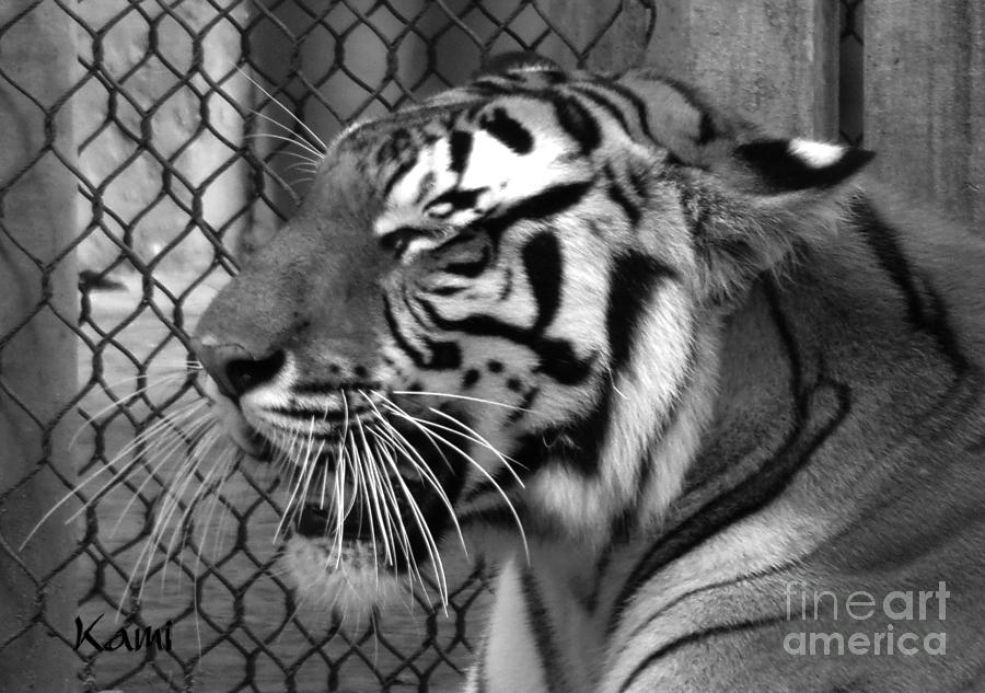 Tiger Smile Photograph by Kami Catherman