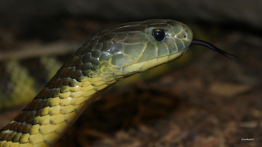 Tiger Snake 5 Photograph by Gary Crockett - Fine Art America