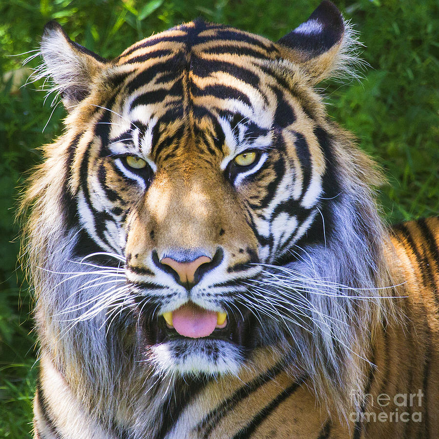 Tiger Photograph by Sonya Lang