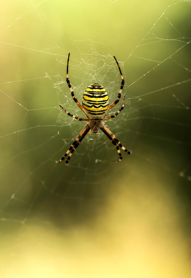 Tiger spider Photograph by Jaroslaw Blaminsky