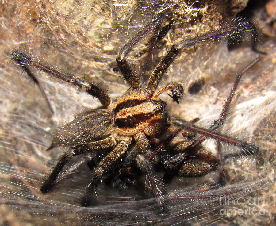 Tiger Spider Photograph by Joshua Bales | Fine Art America