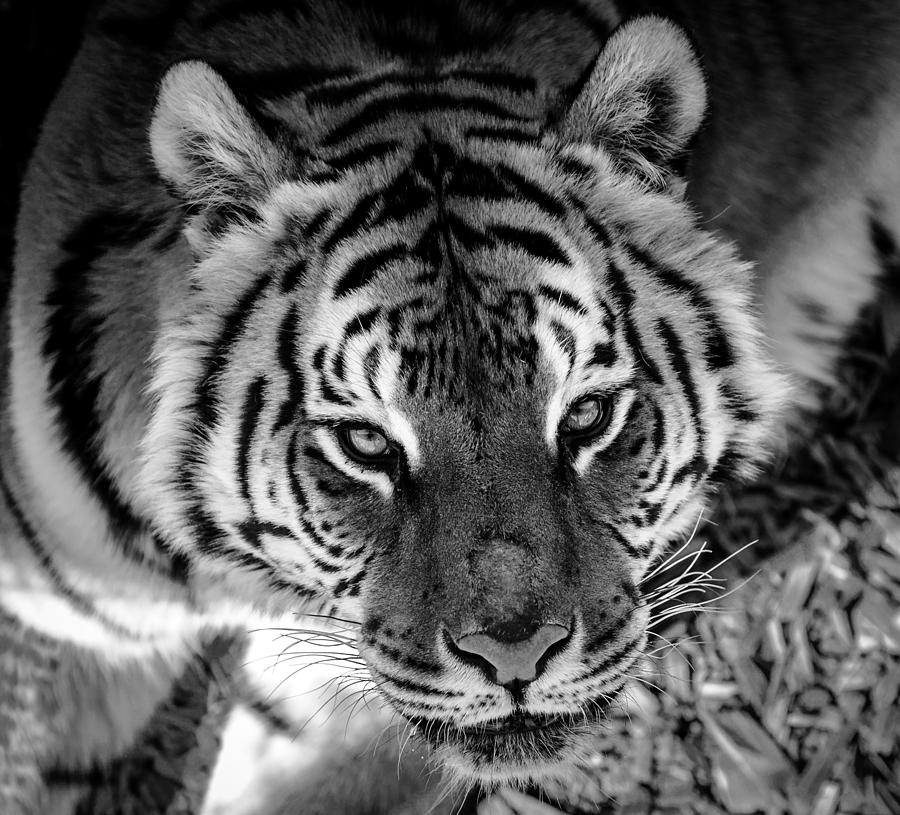 Tiger Stare Down Photograph by Jason Moynihan