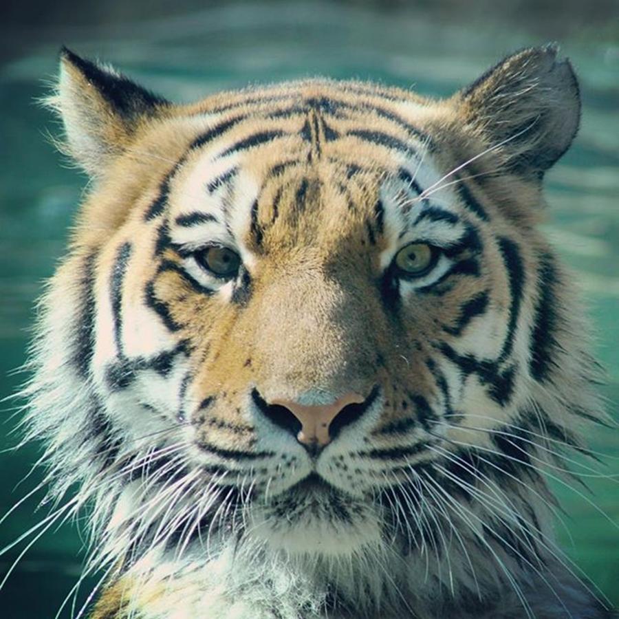 Nature Photograph - Tiger Stare by Justin Connor