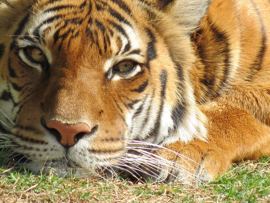 Tiger stare Photograph by Kristen Abramson - Fine Art America