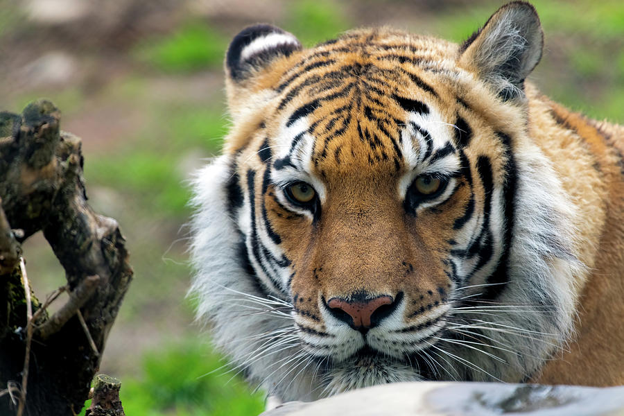 Tiger stare Photograph by Sam Rino