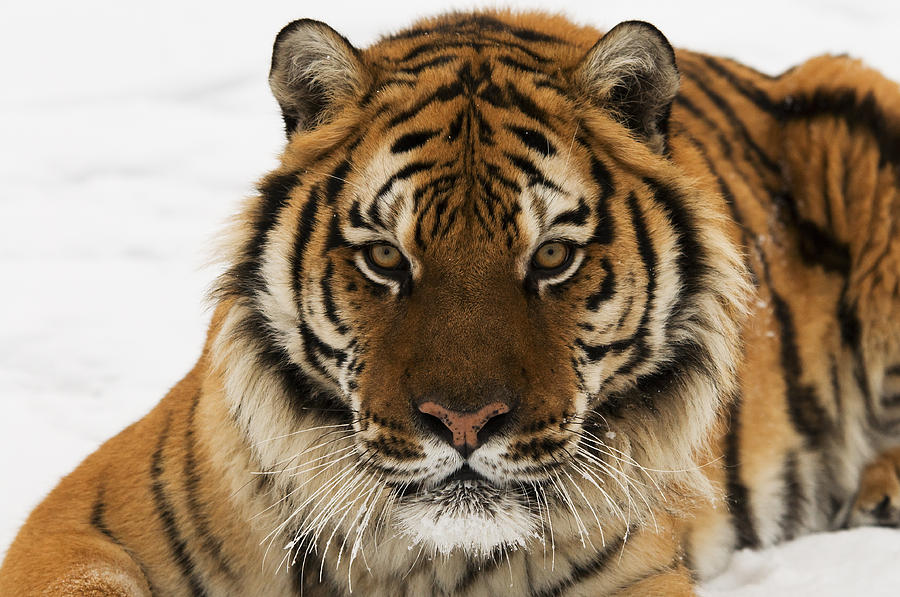 Tiger Stare Photograph by Scott Read