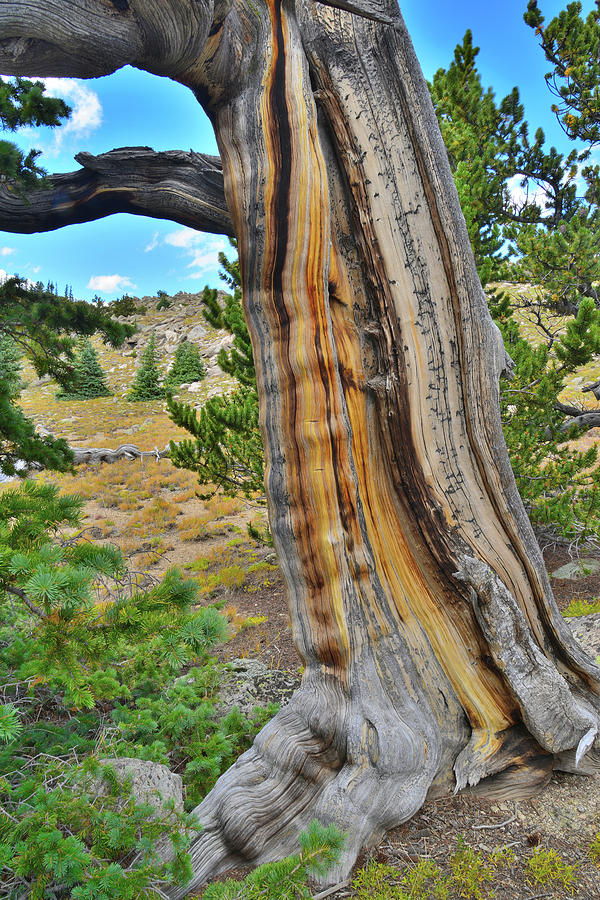 Tiger Stripe Bristlecone Photograph by Ray Mathis