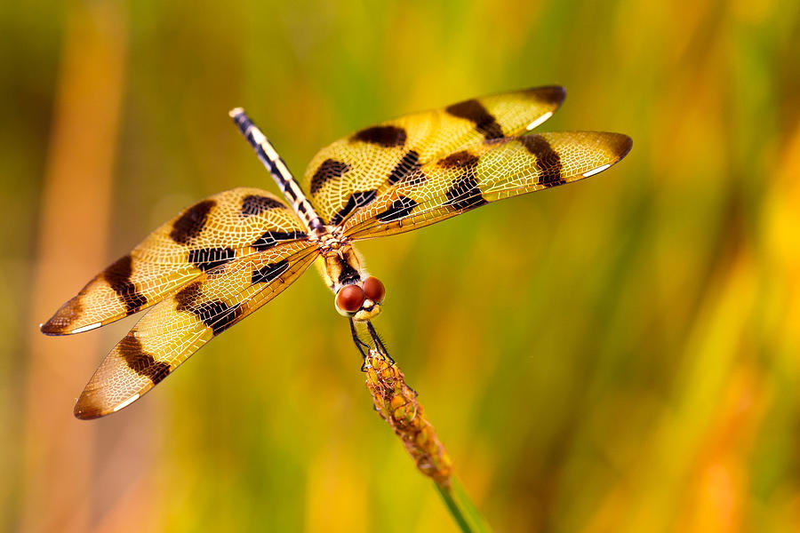 Tiger Striped Dragonfly Photograph by Steve Stephenson