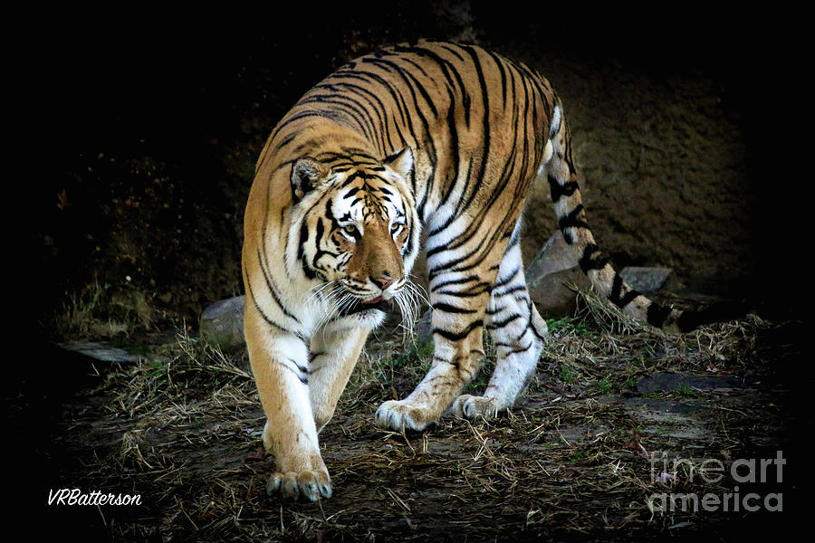 Tiger Stripes Memphis Zoo Photograph by Veronica Batterson