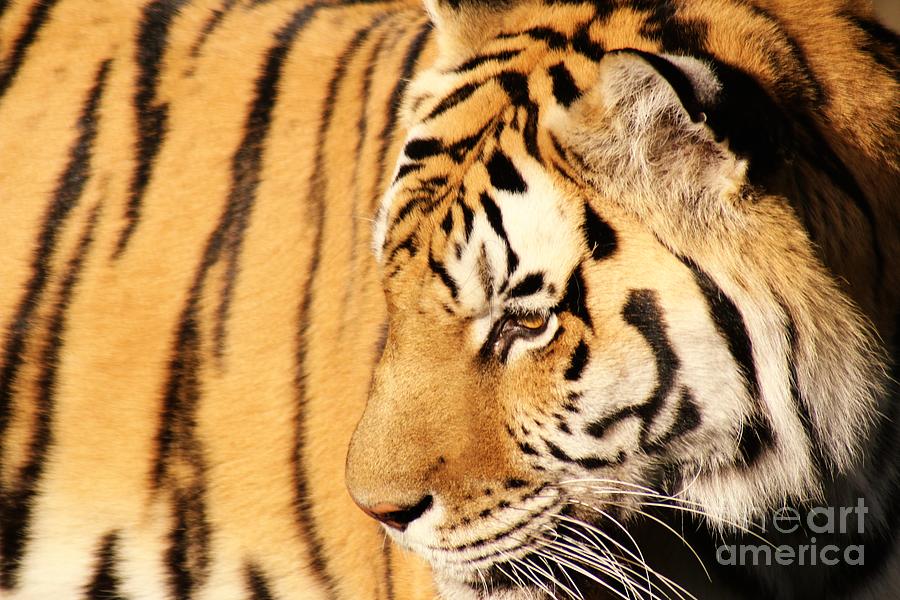 Tiger Stripes Photograph by Nick Gustafson