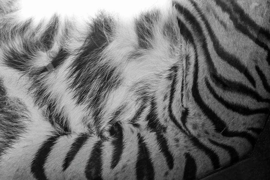 Tiger Stripes Photograph by Robert Wilder Jr
