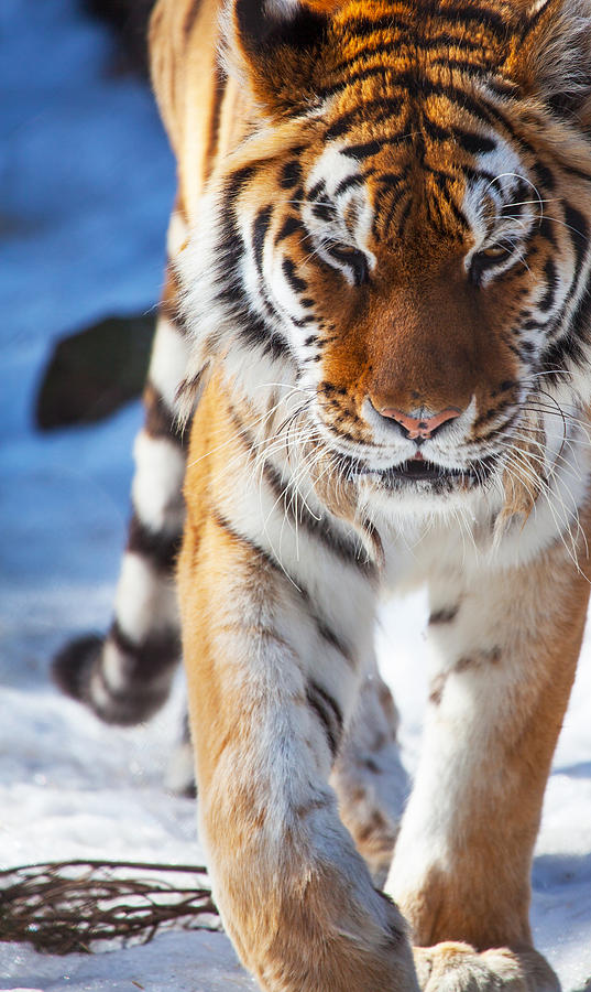 Tiger Strut Photograph by Karol Livote