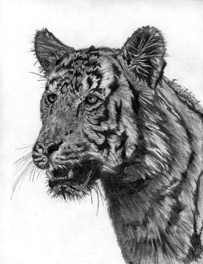 Tiger Study Drawing by Kristy Holliday Main - Fine Art America