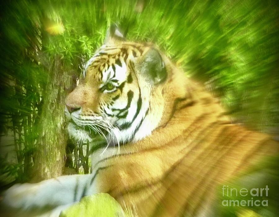 Amur Tiger  Photograph by Susan Garren