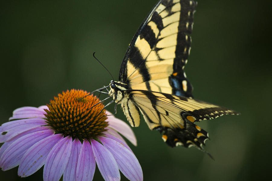 Butterfly Photograph - Tiger Swallowtail 1 by Teresa Mucha