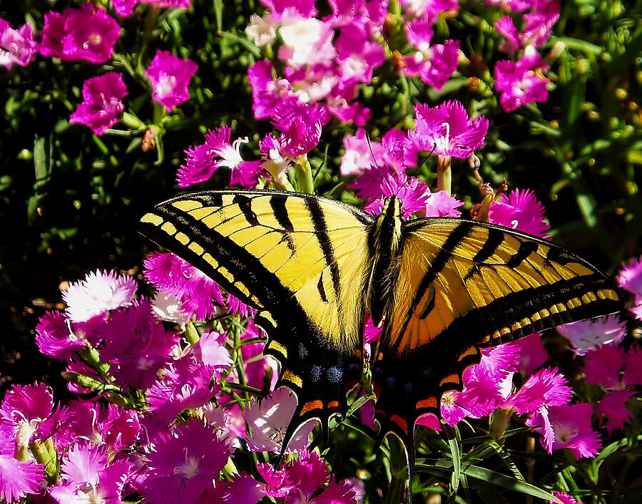 Tiger Swallowtail Photograph by Alana Thrower