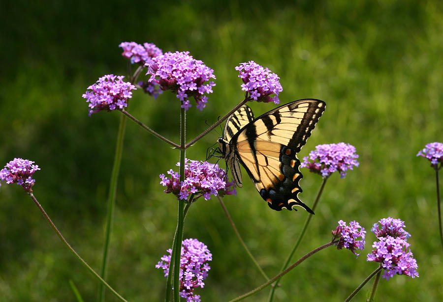 Tiger Swallowtail Among the Verbena   Photograph by Robert E Alter Reflections of Infinity