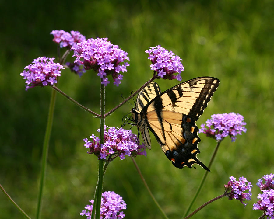 Tiger Swallowtail Among the Verbena Photograph by Robert E Alter Reflections of Infinity