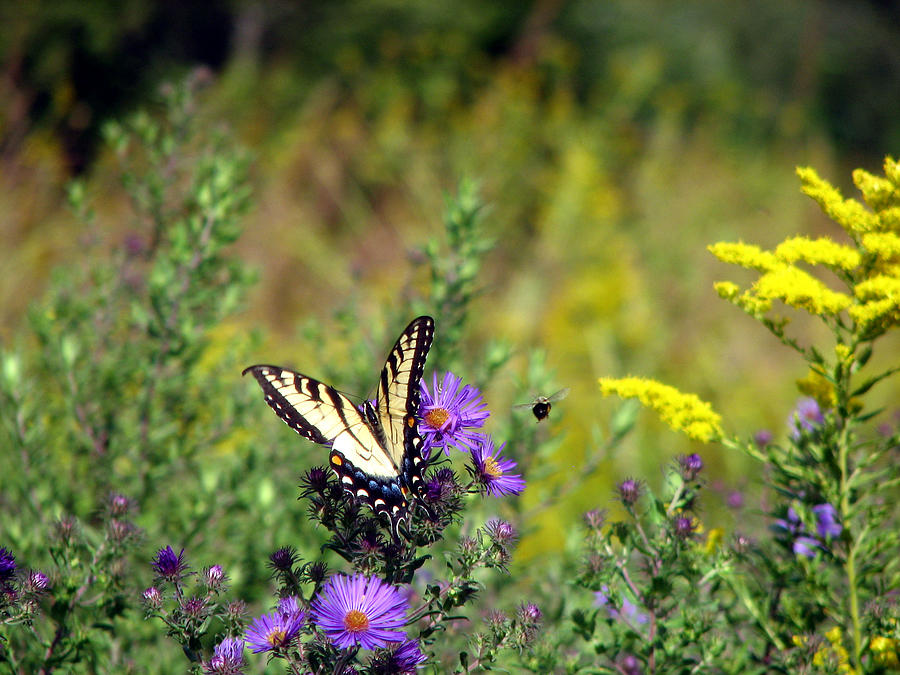Tiger Swallowtail and Bee Photograph by George Jones