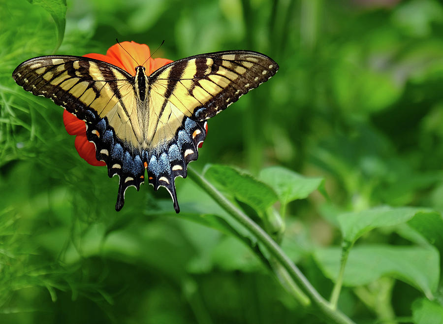 Tiger Swallowtail beauty Photograph by Ronda Ryan