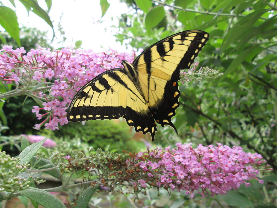 Tiger Swallowtail Photograph by Bill OConnor