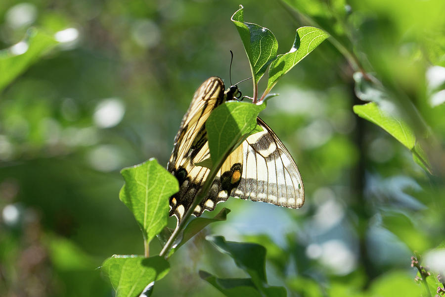 Tiger Swallowtail Photograph by Brooke Bowdren