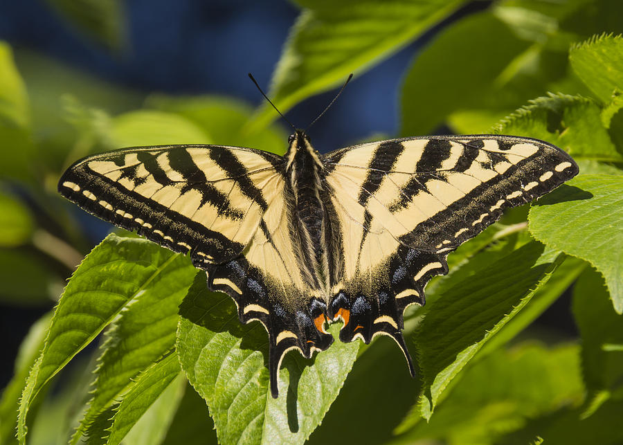 Tiger Swallowtail Photograph by Bruce Frye - Fine Art America