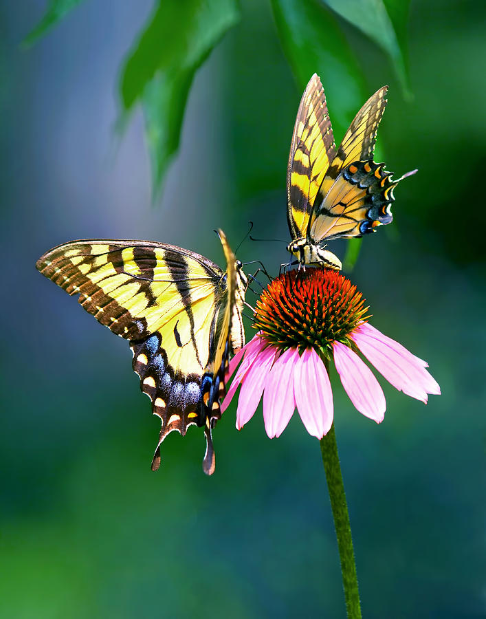 Tiger Swallowtail butterflies Photograph by Carolyn Derstine