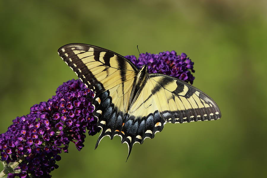 Tiger Swallowtail Butterfly 01265 Photograph by Robert E Alter Reflections of Infinity