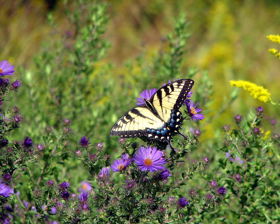 Tiger Swallowtail Butterfly 2 Photograph by George Jones