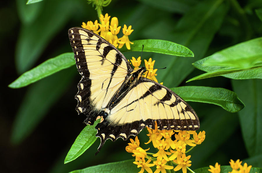 Tiger Swallowtail Butterfly  4773 Photograph by Ginger Stein