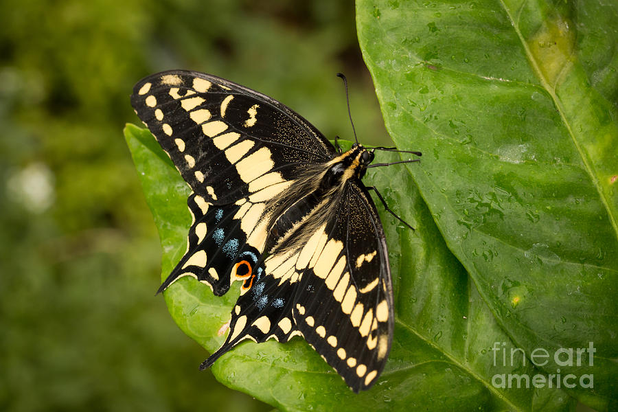 Anise Swallowtail Butterfly Photograph by Ana V Ramirez