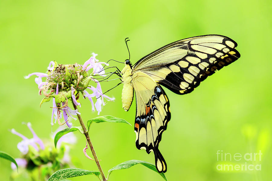 Tiger Swallowtail Butterfly Photograph by Ben Graham
