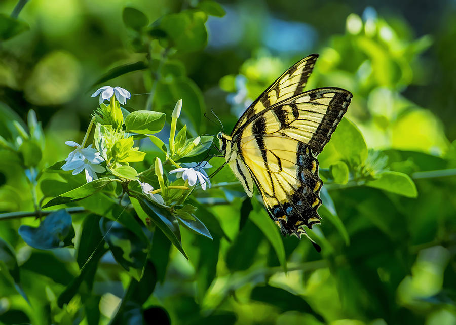 Tiger Swallowtail Butterfly Photograph by Bill Dodsworth