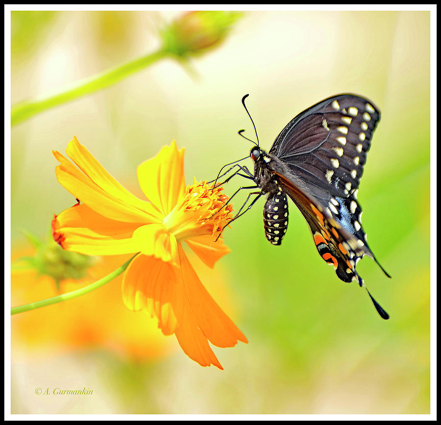 Tiger Swallowtail Butterfly, Black Phase, Cosmos Flower Photograph by A Macarthur Gurmankin
