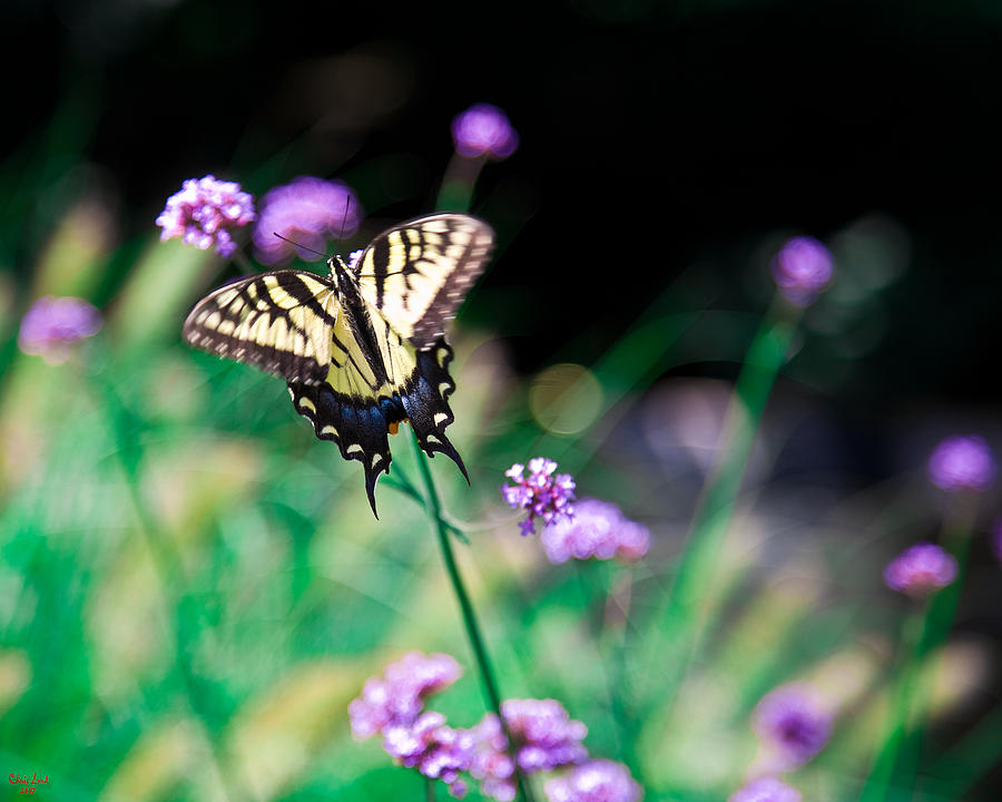Tiger Swallowtail Butterfly Photograph by Chris Lord