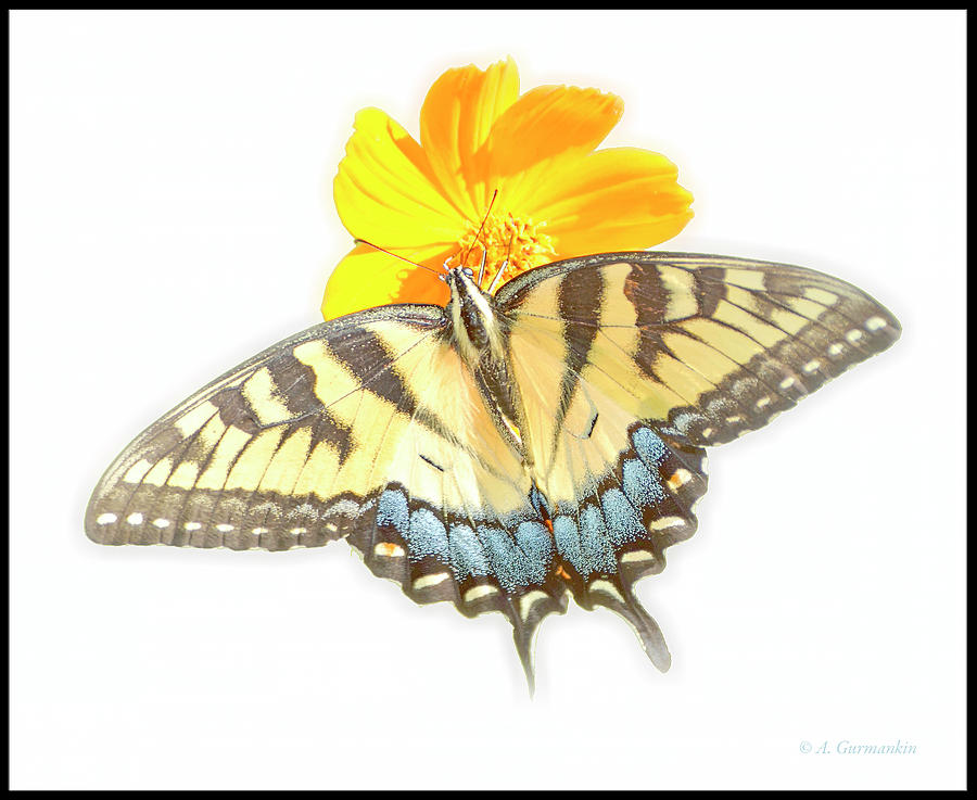 Tiger Swallowtail Butterfly, Cosmos Flower Digital Art by A Macarthur Gurmankin
