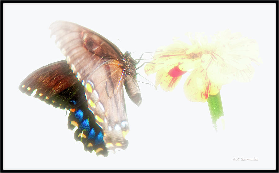 Tiger Swallowtail Butterfly, Dark Phase on Zinnia Digital Art by A Macarthur Gurmankin