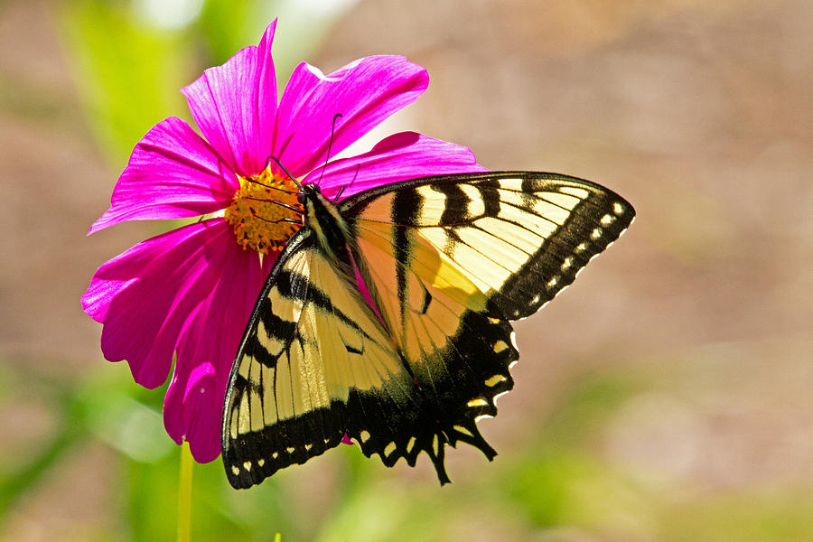 Tiger Swallowtail butterfly. Photograph by David Freuthal