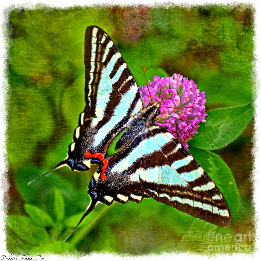  Zebra Swallowtail Butterfly Photograph by Debbie Portwood