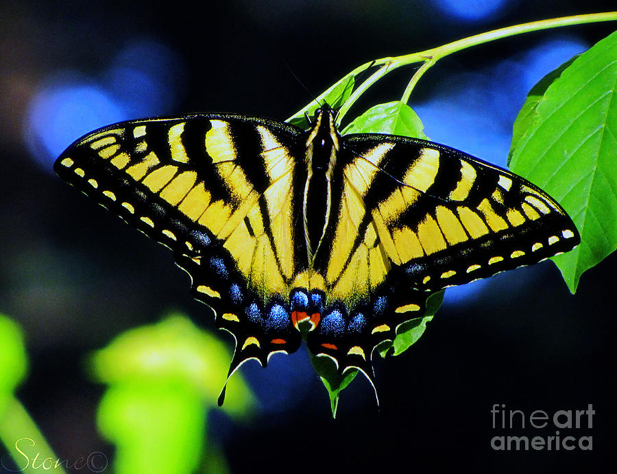 Tiger Swallowtail Butterfly Photograph by September Stone