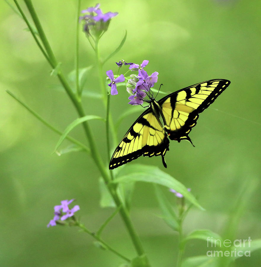 Tiger Swallowtail Butterfly Photograph by Elizabeth Winter