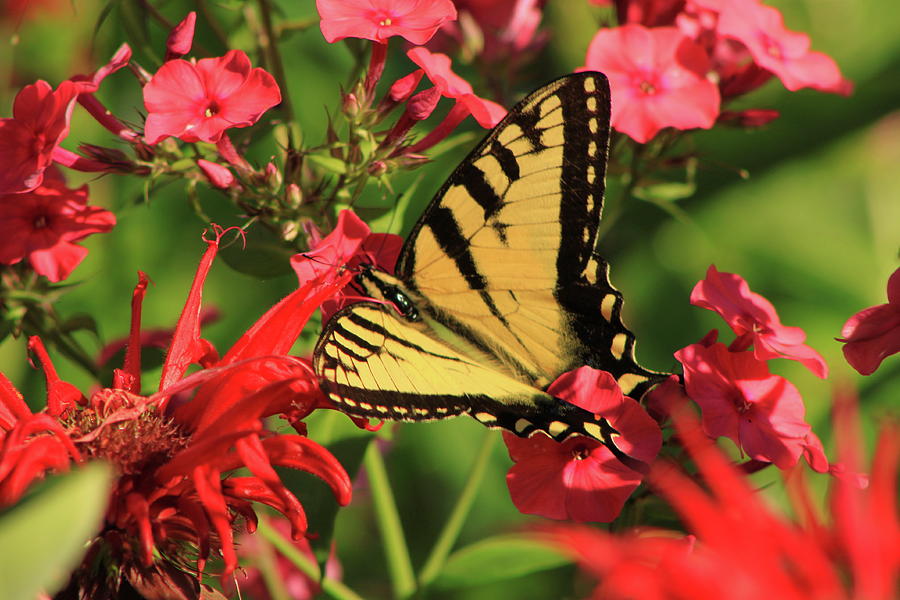 Tiger Swallowtail Butterfly Garden Photograph by John Burk