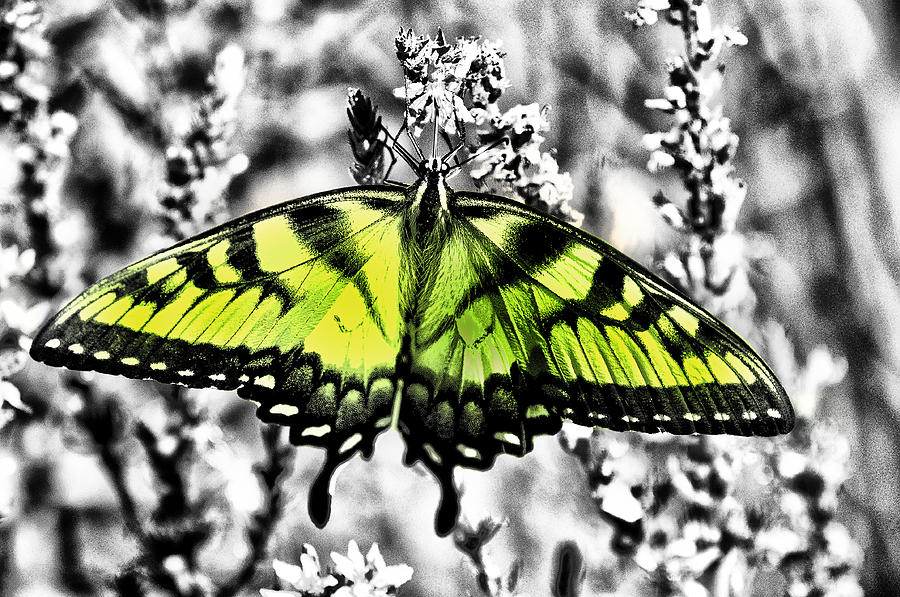 Tiger Swallowtail Butterfly in a Black and White World Photograph by Bill Cannon