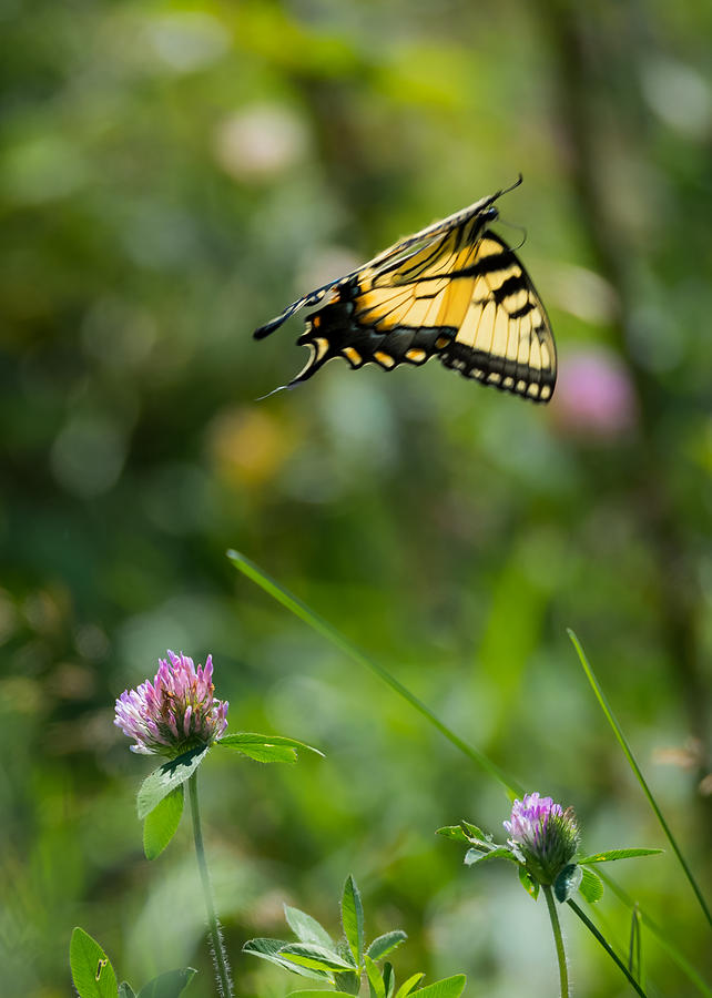Tiger Swallowtail Butterfly In Flight Photograph by Holden The Moment
